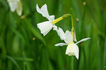 Jonquilles blanches .