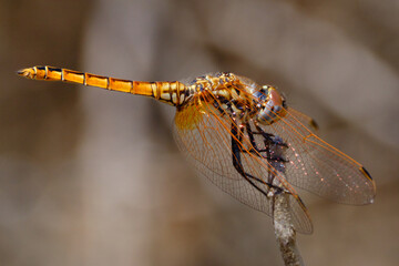 dragonfly on a branch