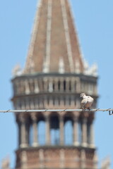 torre e tortora