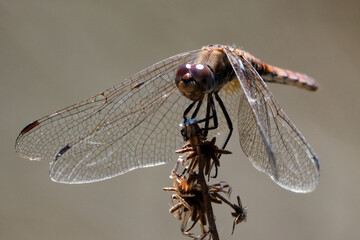 dragonfly on a branch