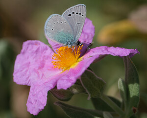 butterfly on flower