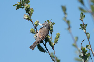 Dorngrasmücke mit Nestmaterial