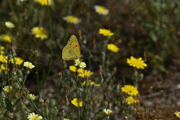 Clouded yellow butterfly (Colias croceus (mariposa amarilla) in a field full of flowers