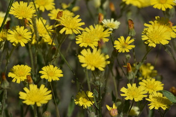 Nice dandelion flowers in a unexpected spring. Rain is life!