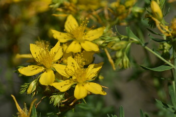 St. John&acute;s wort flowers (Hipericum perforatum "hierba de san juan")