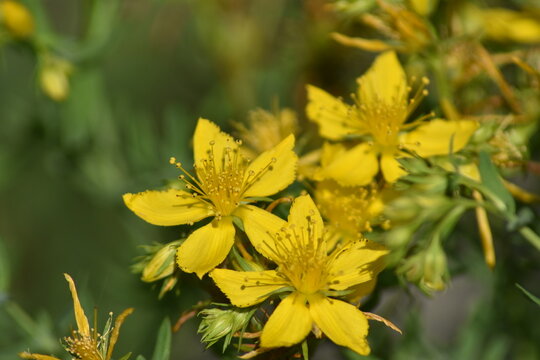 St. John&acute;s wort flowers (Hipericum perforatum "hierba de san juan")