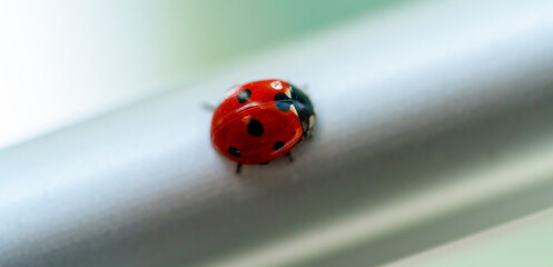 a ladybug on a steel beam © AdobeTim82