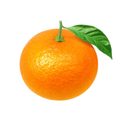 オレンジのイラスト リアル