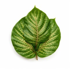 Dieffenbachia leaf isolated on white background. Generative AI