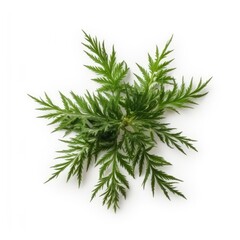 Hemlock needle leaf isolated on white background. Generative AI