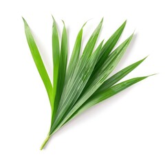 Obraz premium Lemongrass leaf isolated on white background. Generative AI