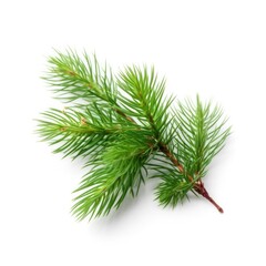 Larch needle leaf isolated on white background. Generative AI