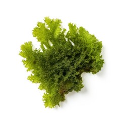 Fototapeta premium Moss leaf isolated on white background. Generative AI