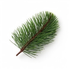 Pine needle leaf isolated on white background. Generative AI