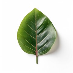 Rubber plant leaf isolated on white background. Generative AI