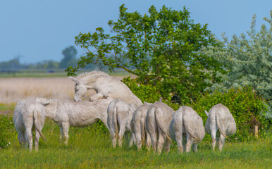 Austria-Hungarian white donkey or Baroque Donkey, Equus asinus asinus, is on pasture, National Park Lake Neusiedl, Burgenland, Austria