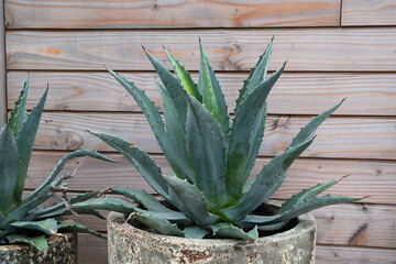 Plantes et fleurs de la côte bretonne - France
