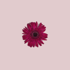Red flower on pink background. Minimal nature concept. Flat lay.