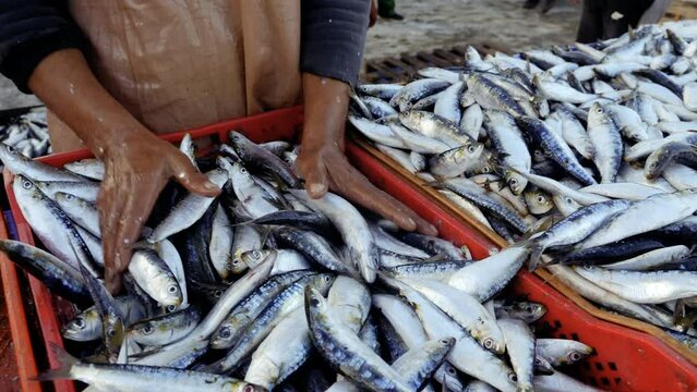 Freshly caught sardines are being prepared for distribution at the fish market in the harbor of Essaouira, Morocco. Food background footage 4k. 