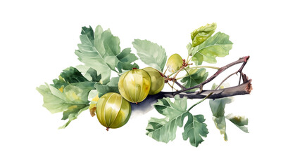 Gooseberry with branch png