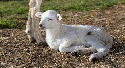 Fototapeta premium Very young lamb at its mother's feet