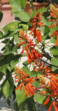 (Erythrina x sykesii) Common coral tree or thorny coral tree with showy bright red to orange flowers calyx spathe-like quivering in the wind - Portrait video
