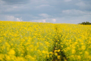 Obraz premium Blooming canola field. Rape on the field in summer. Bright Yellow rapeseed oil. Flowering rapeseed. with blue sky and clouds