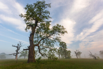 Old trees in the morning in Rogalin. Poland.