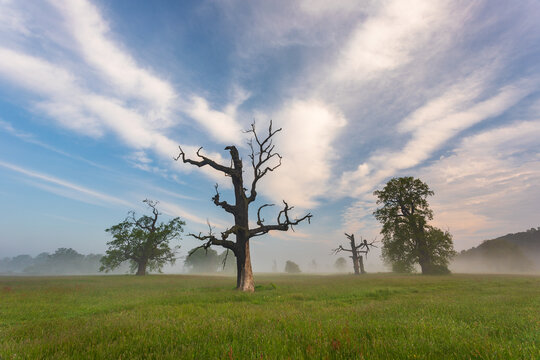 Old trees in the morning in Rogalin. Poland.