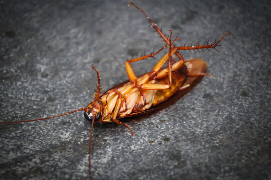 Close up of a dying cockroach upside down on a stone bathroom floor