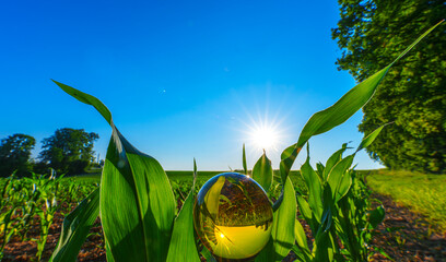 Cornfield at sunset in a crystalball, blue sky, green corn plant, Germany