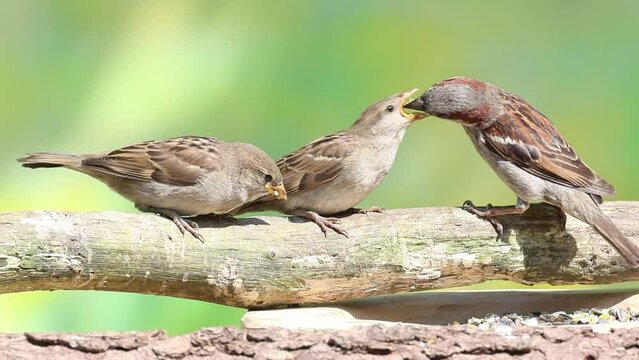Young sparrows hopping on a branch are fed by their parents with the fledglings opening their beaks wide and parents putting food in their beaks against a soft yellow blurred background