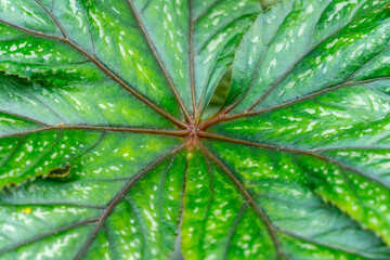 Abstract pattern of Begonia Gryphonin in Gage Park Tropical Greenhouse contains palms, ferns, orchids and tropical species. Popular destination for nature lovers for leisurely strolls.