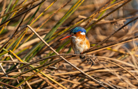 Malachite kingfisher, photographed near a pond in the Rietvlei Nature Reserve, Gauteng, South Africa.