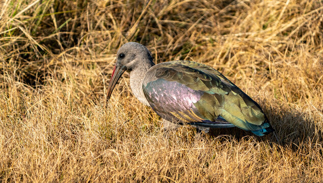 Hadeda ibis showing its glossy feathers.  Photographed in South Africa.