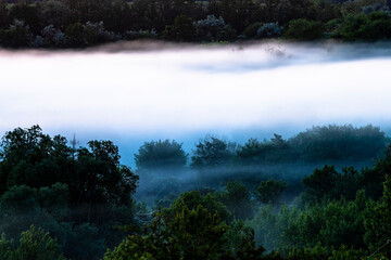 Fototapeta na wymiar fog on the forest