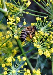 The bee collects nectar