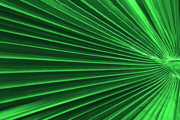 Green texture of palm tree leaf. Nature background. strip green line on palm leaf abstract texture backdrop.