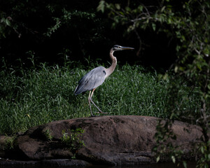 Great Blue Heron minding his own business looking for a snack.