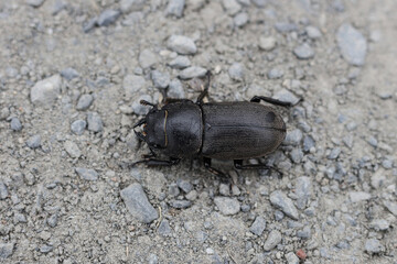 a macro of a single Lesser stag Dorcus parallelipipedus beetle on a dirtroad