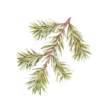 Watercolor spruce branch isolated on white background. Illustration for packaging for soap, shampoo, cosmetic, posters, advertising, essential oils.