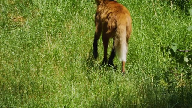 Close up of maned wolf walking in grass