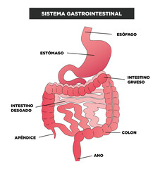 Sistema Gastrointestinal - obrazy, fototapety, plakaty