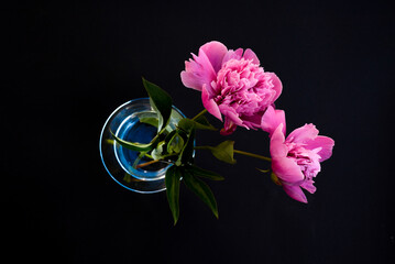 Beautiful peonies in dark colors. Black Floral banner. Soft focus, copy space. Bouquet of pink peonies on a black background with place for text. minimalistic composition in a dark key. flat lay