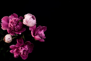 Naklejka na ściany i meble Beautiful peonies in dark colors. Black Floral banner. Soft focus, copy space. Bouquet of pink peonies on a black background with place for text. minimalistic composition in a dark key. flat lay