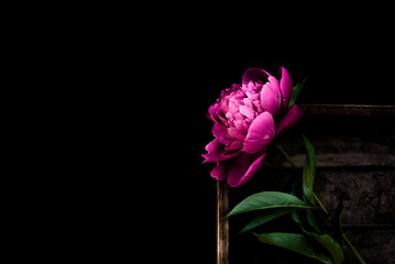 Beautiful peonies in dark colors. Black Floral banner. Soft focus, copy space. Bouquet of pink peonies on a black background with place for text. minimalistic composition in a dark key. flat lay