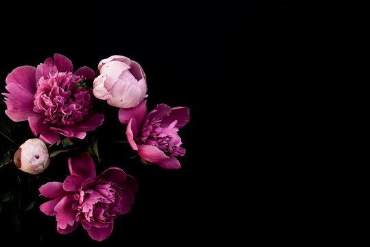 Beautiful peonies in dark colors. Black Floral banner. Soft focus, copy space. Bouquet of pink peonies on a black background with place for text. minimalistic composition in a dark key. flat lay