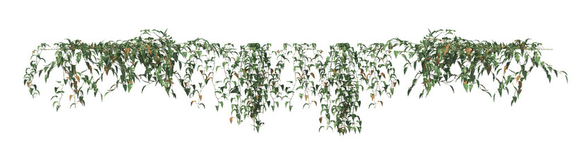 Philodendron scandens vine, ivy, isolated 3d render, light for daylight, easy to use