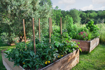 Summer vegetables and herbs grow in wooden dirt squares