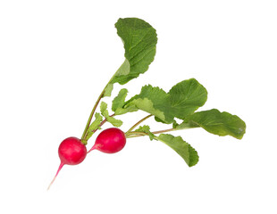 Radish with leaves cut out.